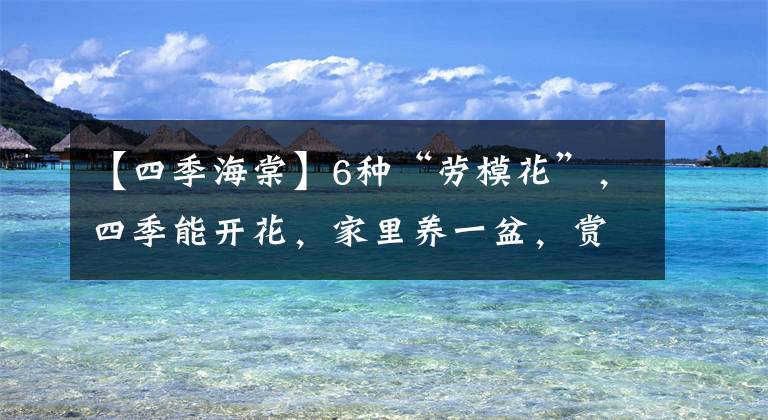 【四季海棠】6種“勞?；ā?，四季能開花，家里養(yǎng)一盆，賞花300天