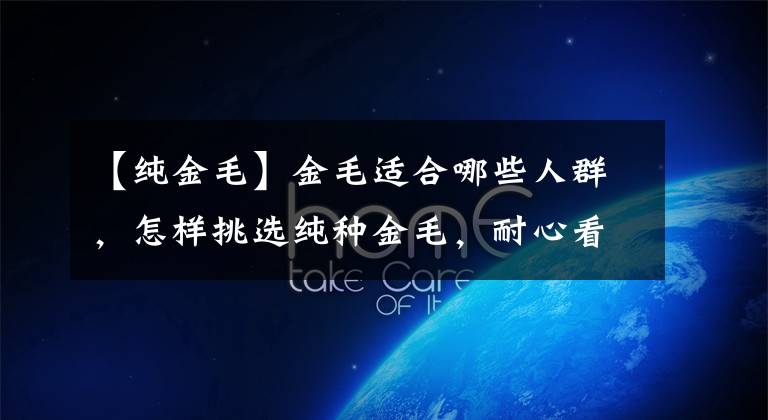 【純金毛】金毛適合哪些人群，怎樣挑選純種金毛，耐心看完相信對你有所幫助