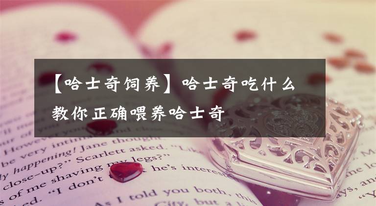 【哈士奇飼養(yǎng)】哈士奇吃什么 教你正確喂養(yǎng)哈士奇