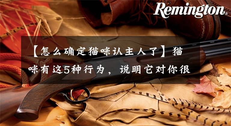 【怎么確定貓咪認(rèn)主人了】貓咪有這5種行為，說明它對你很依賴，離不開你