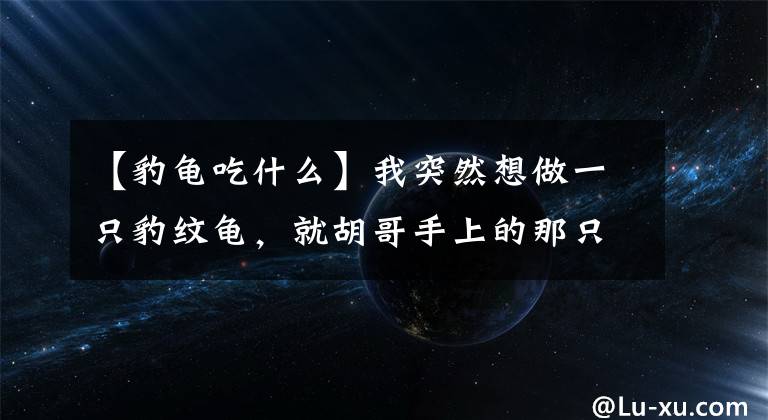 【豹龜吃什么】我突然想做一只豹紋龜，就胡哥手上的那只