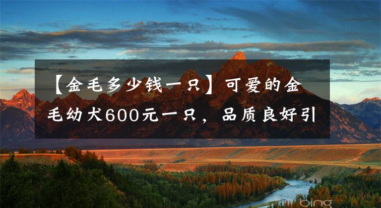 【金毛多少錢一只】可愛的金毛幼犬600元一只，品質(zhì)良好引來諸多買主圍觀！