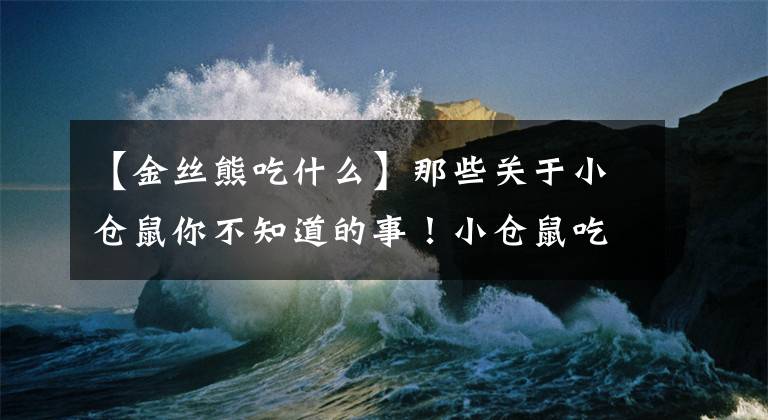 【金絲熊吃什么】那些關(guān)于小倉(cāng)鼠你不知道的事！小倉(cāng)鼠吃自己便便居然是因?yàn)檫@個(gè)！