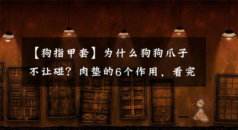 【狗指甲套】為什么狗狗爪子不讓碰？肉墊的6個(gè)作用，看完默默縮回我的手