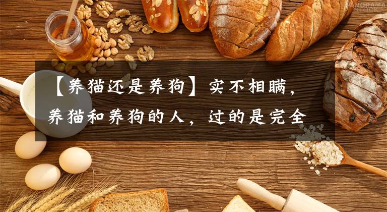 【養(yǎng)貓還是養(yǎng)狗】實不相瞞，養(yǎng)貓和養(yǎng)狗的人，過的是完全不同的人生