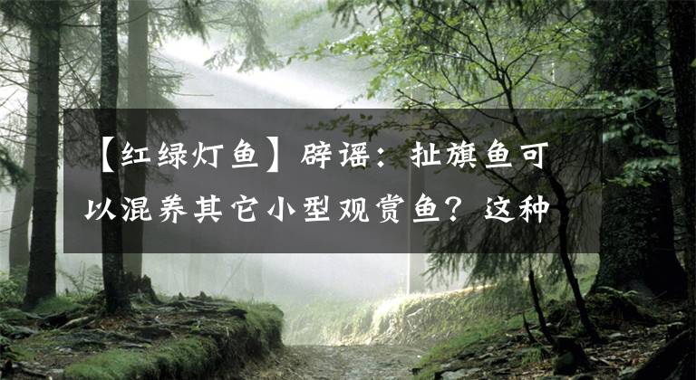 【紅綠燈魚】辟謠：扯旗魚可以混養(yǎng)其它小型觀賞魚？這種養(yǎng)魚手法確實太扯了！