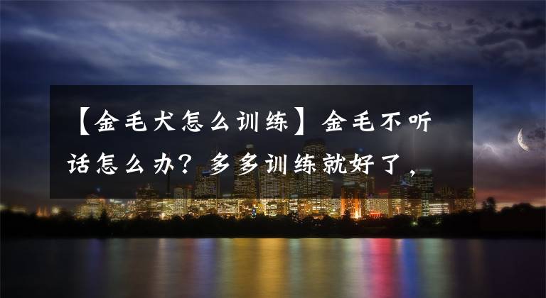 【金毛犬怎么訓練】金毛不聽話怎么辦？多多訓練就好了，方法在這里