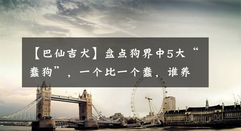 【巴仙吉犬】盤點(diǎn)狗界中5大“蠢狗”，一個(gè)比一個(gè)蠢，誰養(yǎng)誰鬧心