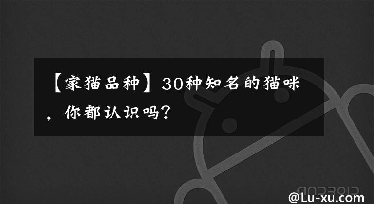 【家貓品種】30種知名的貓咪，你都認(rèn)識(shí)嗎？