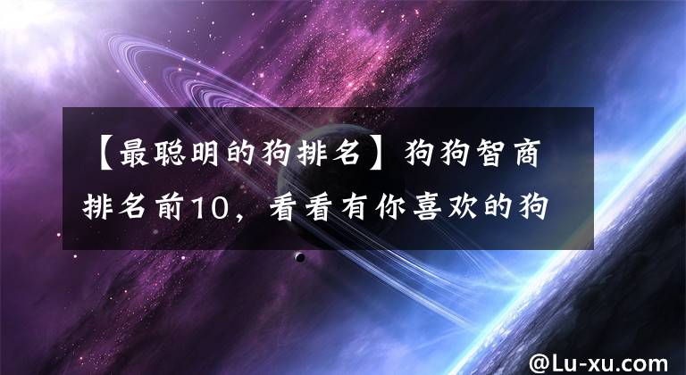 【最聰明的狗排名】狗狗智商排名前10，看看有你喜歡的狗嗎