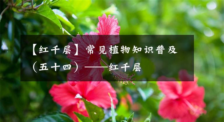 【紅千層】常見植物知識普及（五十四）——紅千層