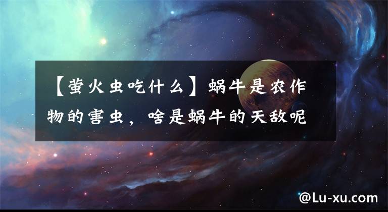 【螢火蟲吃什么】蝸牛是農作物的害蟲，啥是蝸牛的天敵呢，老農說是螢火蟲