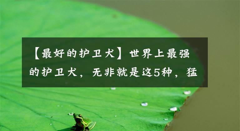 【最好的護(hù)衛(wèi)犬】世界上最強(qiáng)的護(hù)衛(wèi)犬，無(wú)非就是這5種，猛犬中的五虎上將