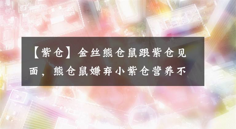 【紫倉】金絲熊倉鼠跟紫倉見面，熊倉鼠嫌棄小紫倉營養(yǎng)不良，太小了