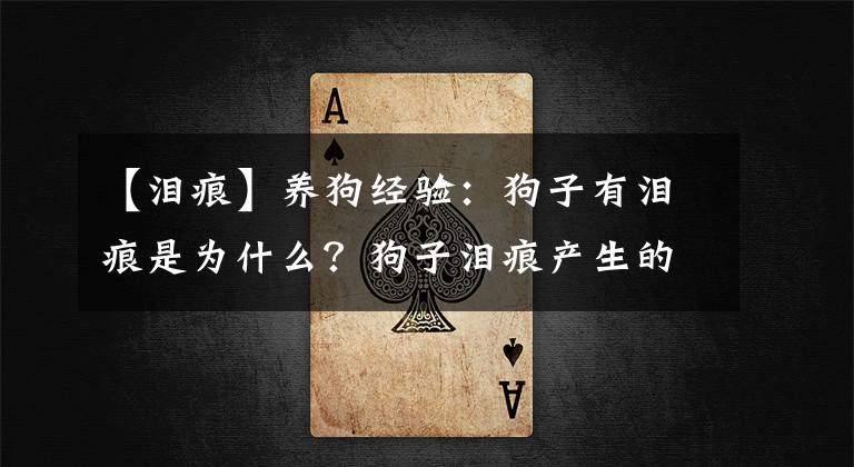 【淚痕】養(yǎng)狗經(jīng)驗：狗子有淚痕是為什么？狗子淚痕產(chǎn)生的原因及處理方法