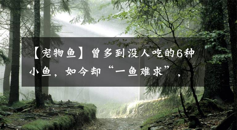 【寵物魚】曾多到?jīng)]人吃的6種小魚，如今卻“一魚難求”，家鄉(xiāng)若有要保護(hù)好