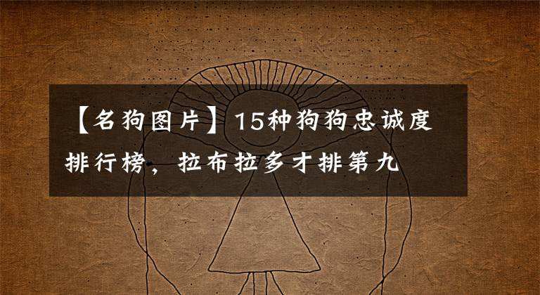 【名狗圖片】15種狗狗忠誠度排行榜，拉布拉多才排第九