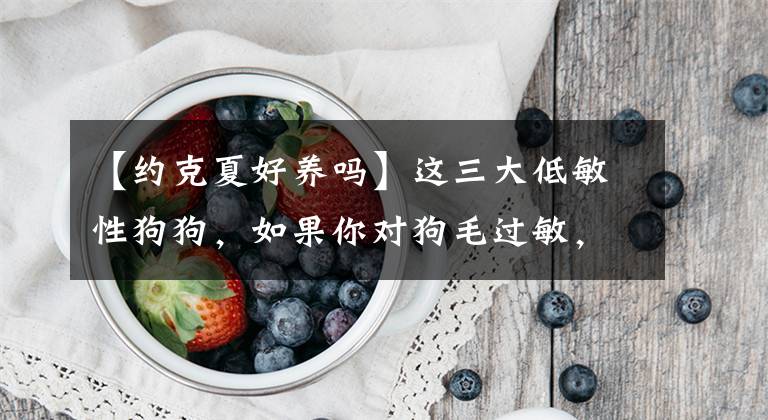 【約克夏好養(yǎng)嗎】這三大低敏性狗狗，如果你對(duì)狗毛過敏，或者可以選擇它們