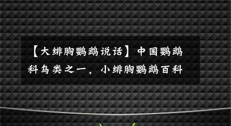 【大緋胸鸚鵡說話】中國鸚鵡科鳥類之一，小緋胸鸚鵡百科知識