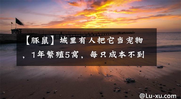 【豚鼠】城里有人把它當寵物，1年繁殖5窩，每只成本不到5元，25元1斤不愁