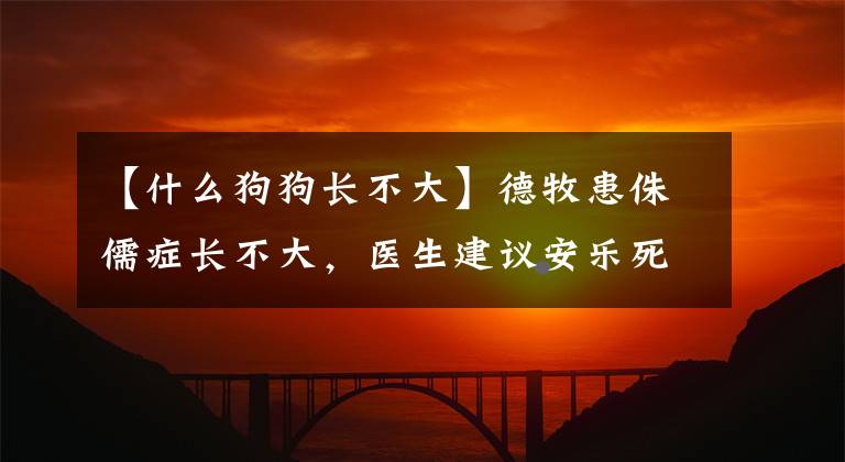 【什么狗狗長不大】德牧患侏儒癥長不大，醫(yī)生建議安樂死，網(wǎng)友：軟萌的樣子太可愛