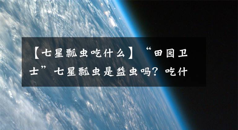 【七星瓢蟲吃什么】“田園衛(wèi)士”七星瓢蟲是益蟲嗎？吃什么長大的？咬人有毒嗎？