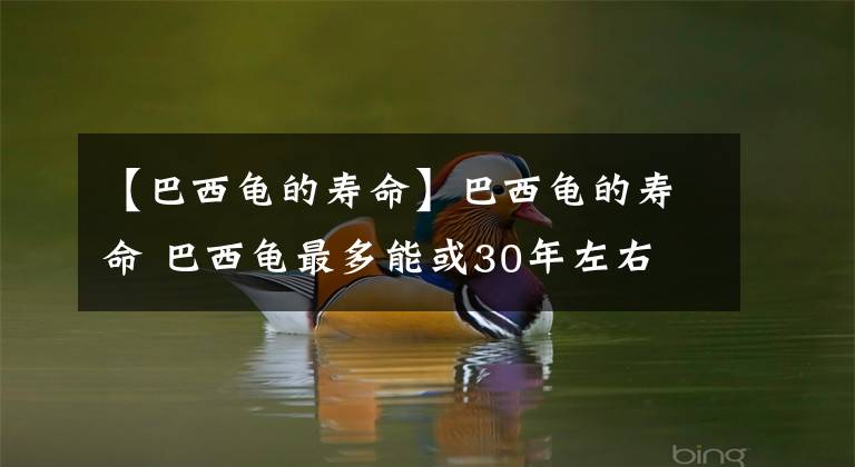 【巴西龜?shù)膲勖堪臀鼾數(shù)膲勖?巴西龜最多能或30年左右