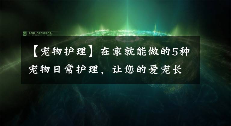 【寵物護理】在家就能做的5種寵物日常護理，讓您的愛寵長久的健康下去