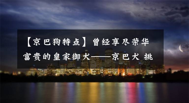 【京巴狗特點】曾經(jīng)享盡榮華富貴的皇家御犬——京巴犬 挑選飼養(yǎng)護理方法等全介紹