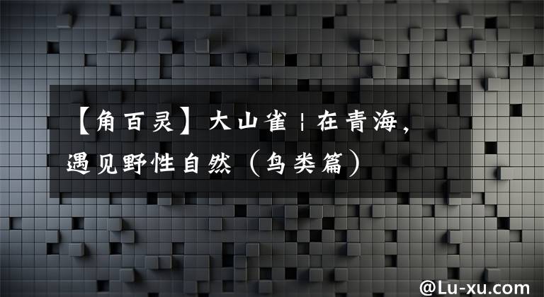 【角百靈】大山雀 | 在青海，遇見(jiàn)野性自然（鳥(niǎo)類(lèi)篇）