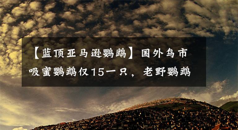 【藍頂亞馬遜鸚鵡】國外鳥市吸蜜鸚鵡僅15一只，老野鸚鵡居然還能上手，劃算嗎？