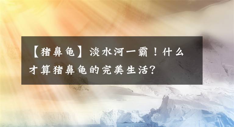 【豬鼻龜】淡水河一霸！什么才算豬鼻龜?shù)耐昝郎睿?></a></div> <div   id=