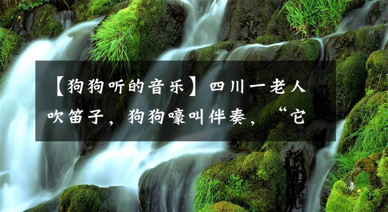 【狗狗聽(tīng)的音樂(lè)】四川一老人吹笛子，狗狗嚎叫伴奏，“它只愛(ài)音樂(lè)，不和其他狗玩”