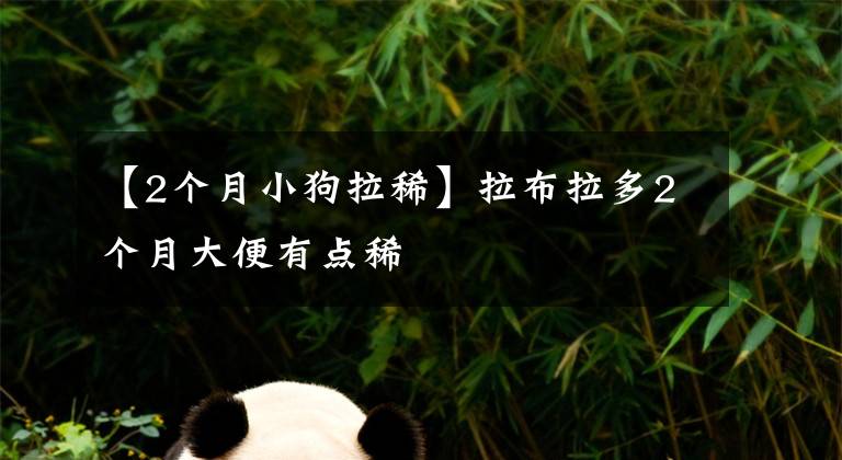 【2個(gè)月小狗拉稀】拉布拉多2個(gè)月大便有點(diǎn)稀