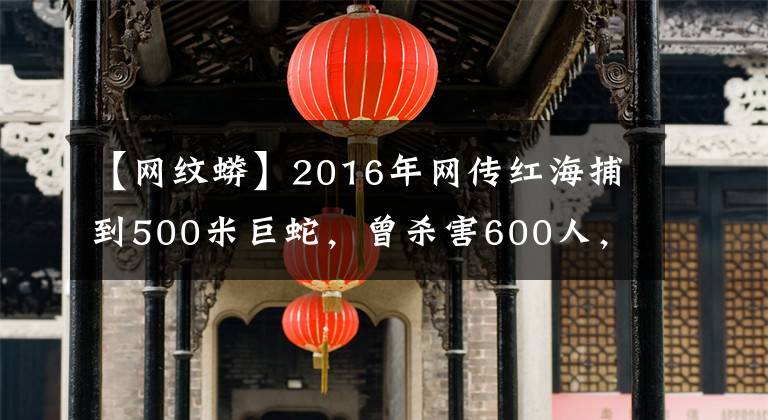 【網(wǎng)紋蟒】2016年網(wǎng)傳紅海捕到500米巨蛇，曾殺害600人，真有這么大的蛇嗎？