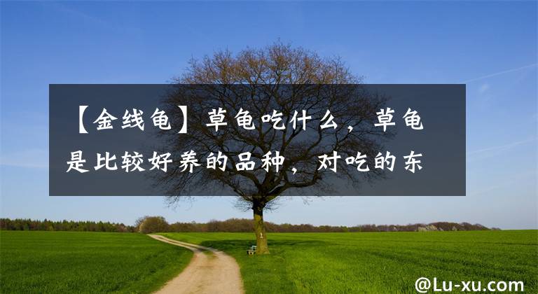 【金線龜】草龜吃什么，草龜是比較好養(yǎng)的品種，對吃的東西不挑剔