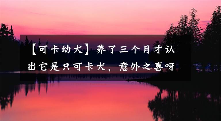 【可卡幼犬】養(yǎng)了三個月才認出它是只可卡犬，意外之喜呀