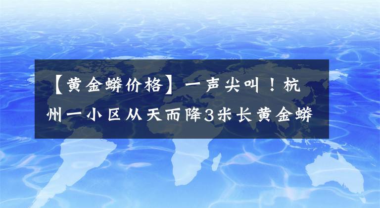 【黃金蟒價(jià)格】一聲尖叫！杭州一小區(qū)從天而降3米長黃金蟒蛇，業(yè)主涉嫌犯罪