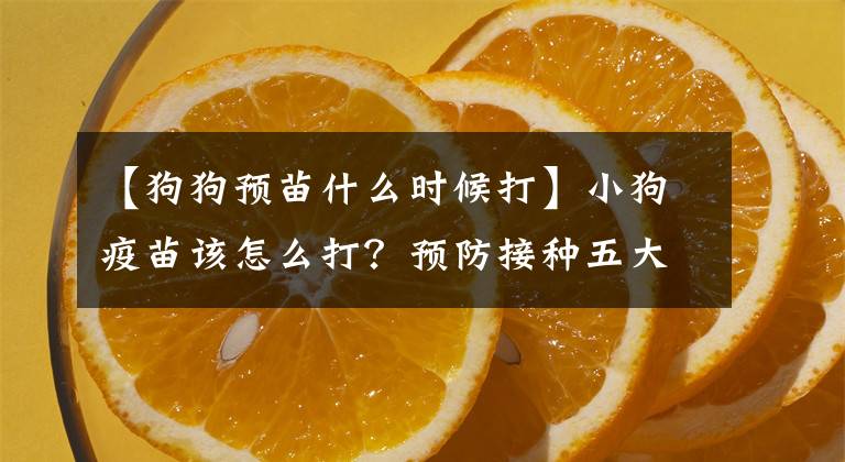 【狗狗預(yù)苗什么時候打】小狗疫苗該怎么打？預(yù)防接種五大注意事項！