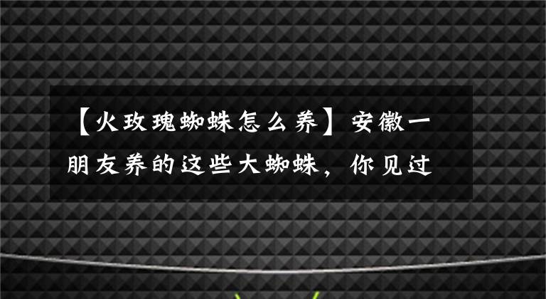 【火玫瑰蜘蛛怎么養(yǎng)】安徽一朋友養(yǎng)的這些大蜘蛛，你見(jiàn)過(guò)嗎？