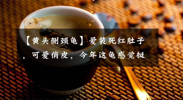 【黃頭側(cè)頸龜】愛裝死紅肚子，可愛俏皮，今年這龜感覺挺走俏的