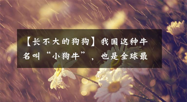 【長(zhǎng)不大的狗狗】我國(guó)這種牛名叫“小狗牛”，也是全球最小的牛，肉味鮮美正受青睞