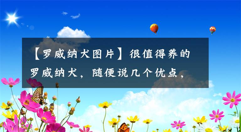 【羅威納犬圖片】很值得養(yǎng)的羅威納犬，隨便說幾個(gè)優(yōu)點(diǎn)，都能讓你心動(dòng)