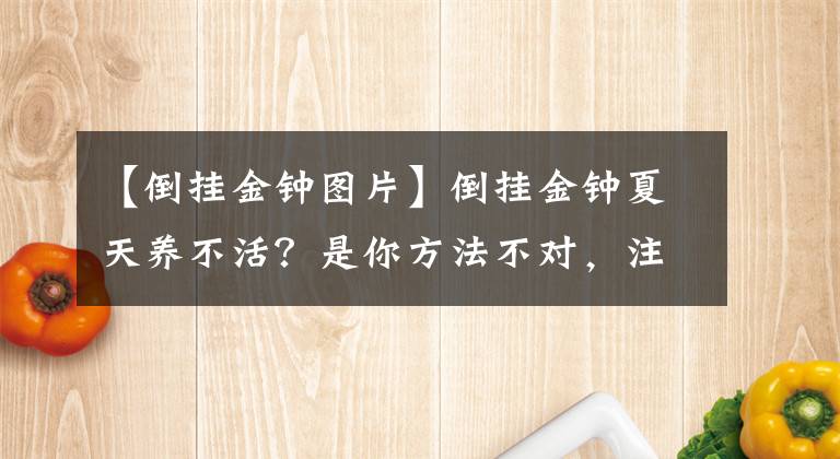 【倒掛金鐘圖片】倒掛金鐘夏天養(yǎng)不活？是你方法不對(duì)，注意溫度，安穩(wěn)度夏