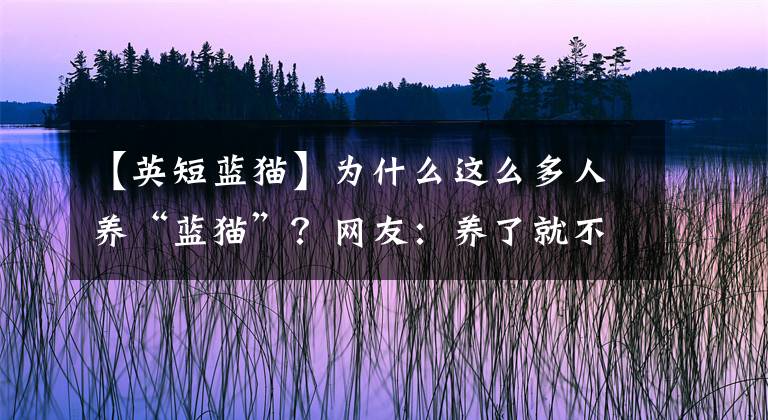 【英短藍(lán)貓】為什么這么多人養(yǎng)“藍(lán)貓”？網(wǎng)友：養(yǎng)了就不想換貓了