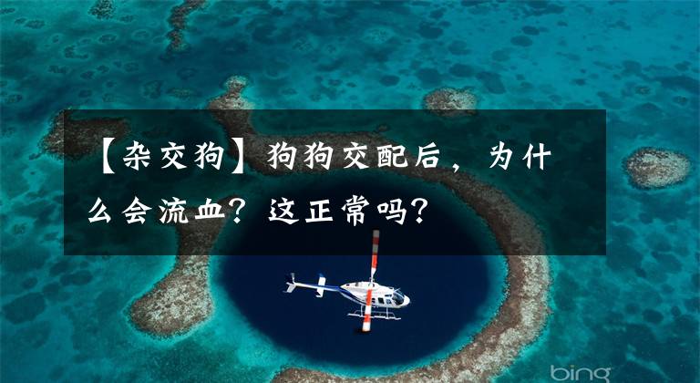 【雜交狗】狗狗交配后，為什么會(huì)流血？這正常嗎？