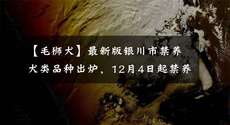 【毛獅犬】最新版銀川市禁養(yǎng)犬類品種出爐，12月4日起禁養(yǎng)這46種犬類