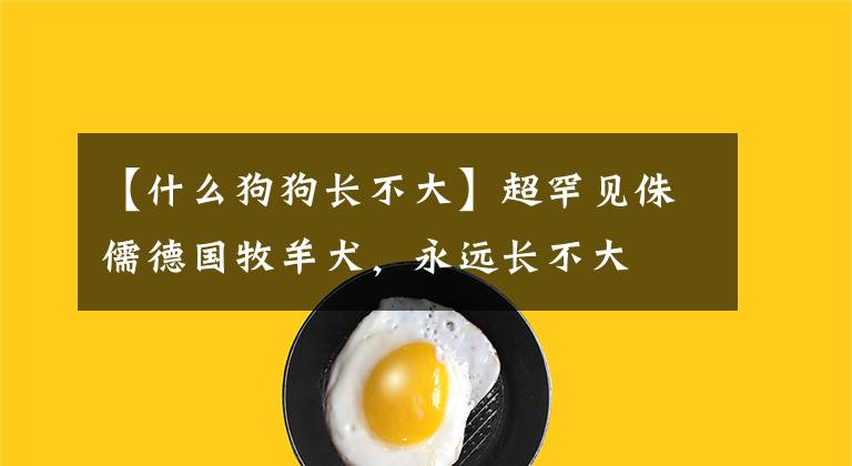 【什么狗狗長不大】超罕見侏儒德國牧羊犬，永遠(yuǎn)長不大