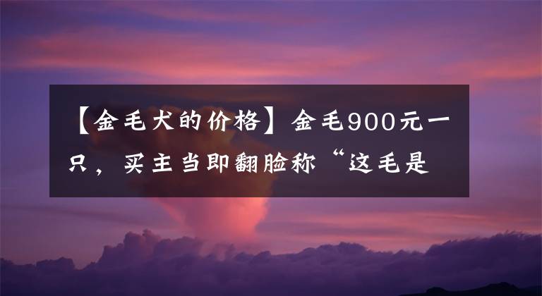 【金毛犬的價(jià)格】金毛900元一只，買主當(dāng)即翻臉稱“這毛是黑的，最多600！”