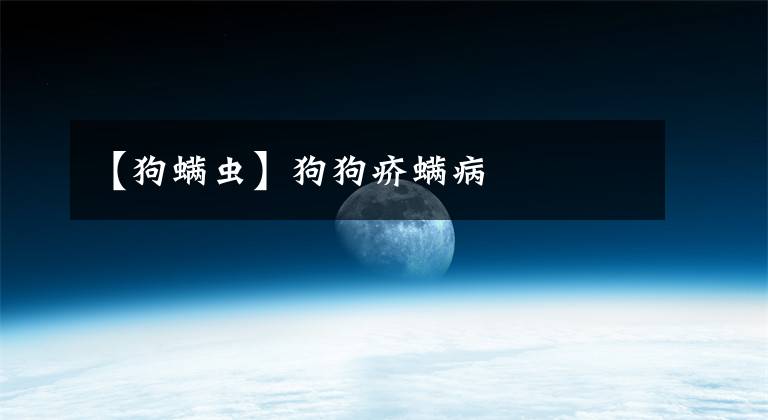 【狗螨蟲】狗狗疥螨病